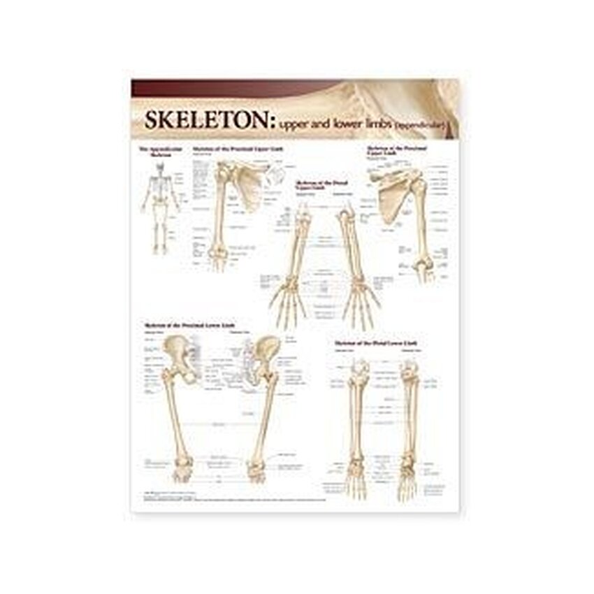 Póster laminado de huesos de miembros superiores 51x66 cm con agujeros para anillos