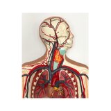 Modelo del sistema cardiovascular