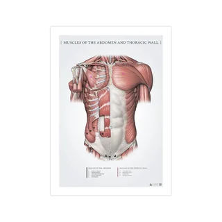 Músculos abdominales y pectorales superficiales - Póster de anatomía 50x70mm