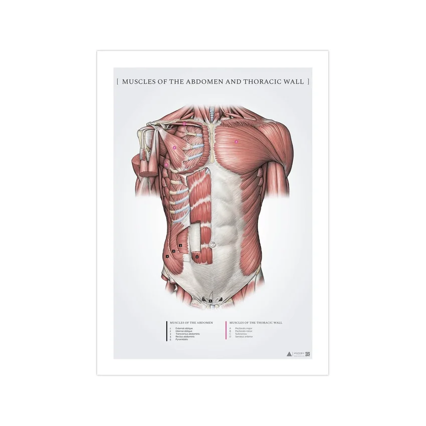 Músculos abdominales y pectorales superficiales - Póster de anatomía 50x70mm