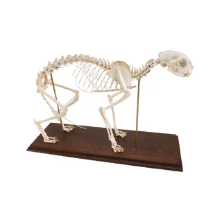 Esqueleto de gato real (Felis catus) con articulaciones flexibles
