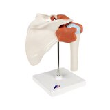 Modelo de hombro flexible con ligamentos y superficies articulares coloreadas.