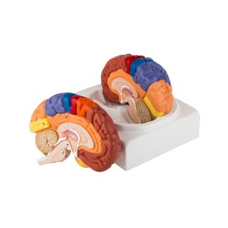Modelo educativo de cerebro coloreado en dos partes