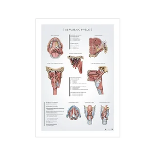 Póster de anatomía de garganta y faringe 50x70mm