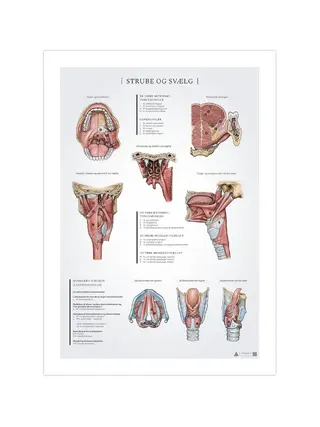 Póster de anatomía de garganta y faringe 50x70mm