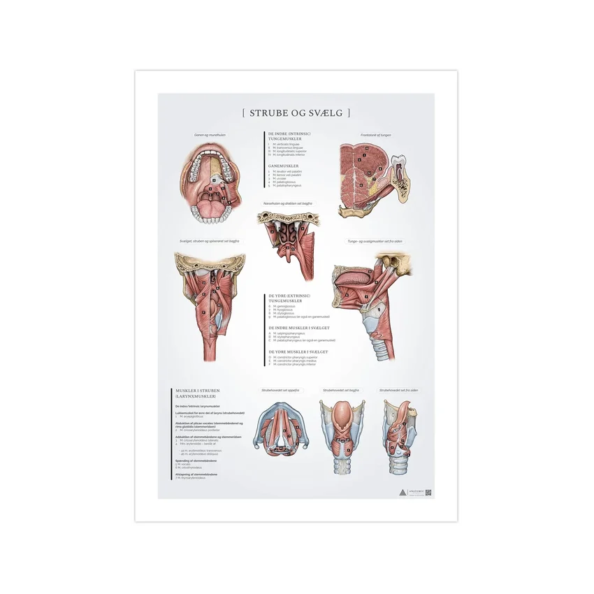 Póster de anatomía de garganta y faringe 50x70mm