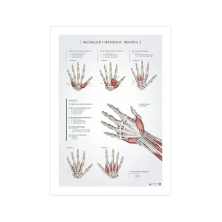Póster de anatomía de los músculos de la mano 50x70 mm
