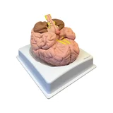 Modelo de cerebro en 8 partes sobre soporte