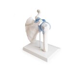Articulación del hombro con ligamentos con soporte