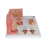 Microanatomía - lengua