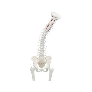 Espalda con pelvis y fémures