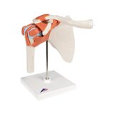Modelo de hombro flexible con ligamentos y superficies articulares coloreadas.