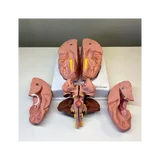 Modelo de cerebro en 8 partes sobre soporte