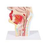 Modelo anatómico de boca y garganta.