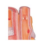 Microanatomía: arteria y vena