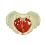 Modelo de pelvis femenina con suelo pélvico