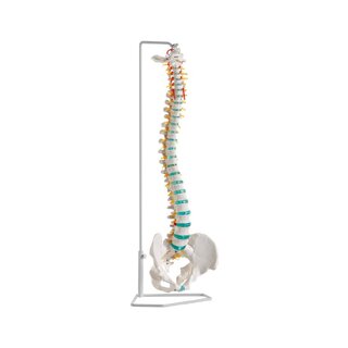 Modelo de columna flexible