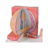 Microanatomía - lengua