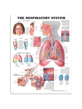 Póster de respiración