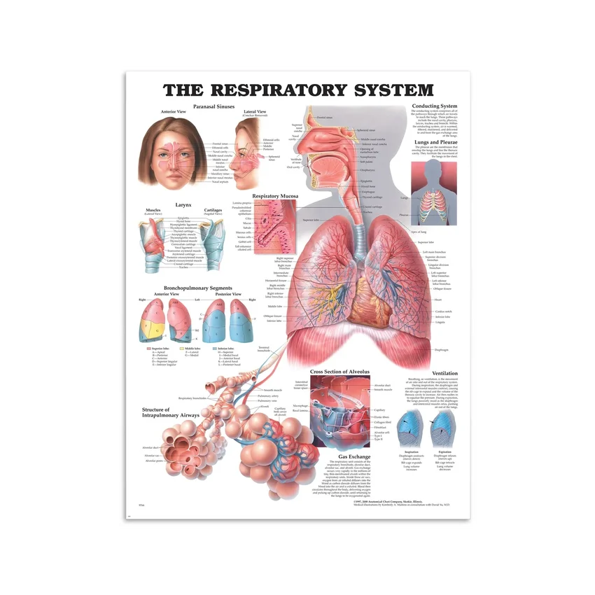 Póster de respiración
