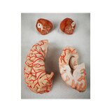Cerebro de 8 partes con arterias en la cabeza dividida