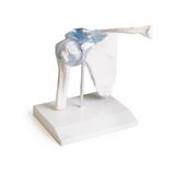 Articulación del hombro con ligamentos con soporte