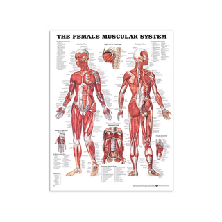 Músculos femeninos - Póster de anatomía 51x66 cm