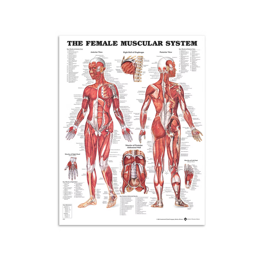 Músculos femeninos - Póster de anatomía 51x66 cm