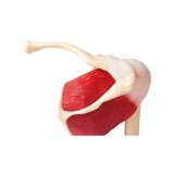 Modelo de hombro con músculos y ligamentos.
