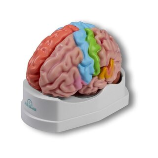 Modelo funcional y regional del cerebro, tamaño natural, 5 partes
