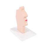 Modelo anatómico de boca y garganta.
