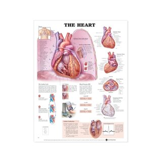 Póster laminado de corazón en inglés