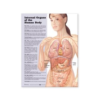 Póster laminado de órganos internos en inglés