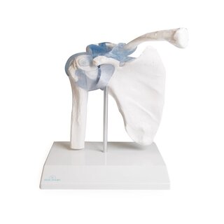 Articulación del hombro con ligamentos con soporte