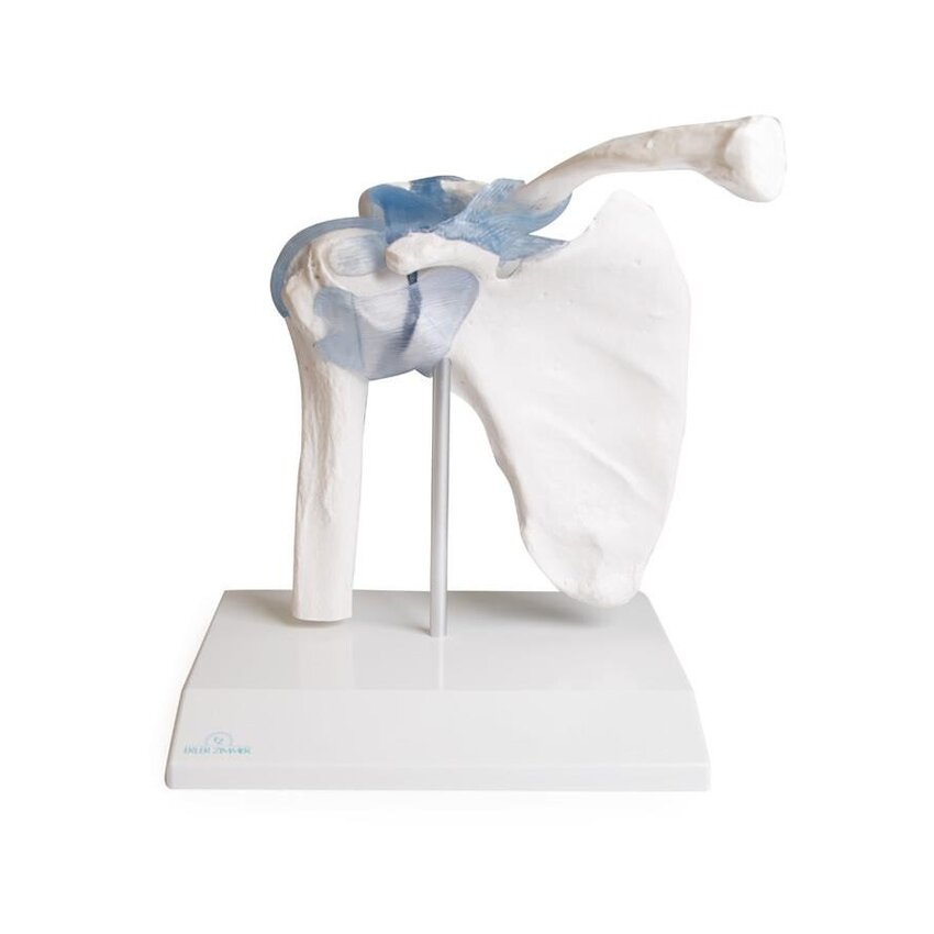 Articulación del hombro con ligamentos con soporte
