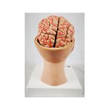 Cerebro de 8 partes con arterias en la cabeza dividida