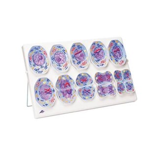 Modelo de meiosis