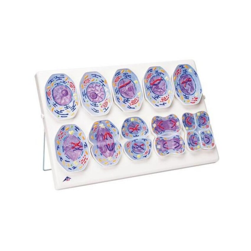Modelo de meiosis