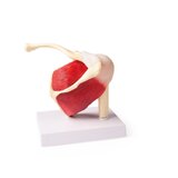 Modelo de hombro con músculos y ligamentos.