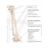 Anatomía del sistema musculoesquelético sueco y latín