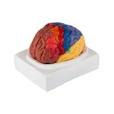 Modelo educativo de cerebro coloreado en dos partes