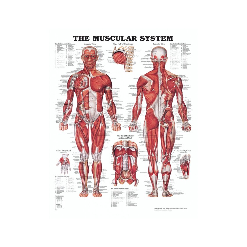 Tablero de anatomía - Músculos (El sistema muscular)