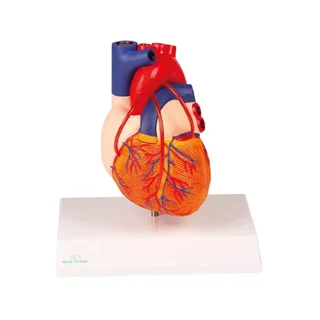 Corazón con bypass