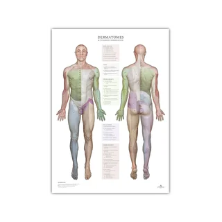 Dermatomas y áreas de inervación cutánea - póster 50x70 cm