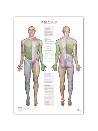 Dermatomas y áreas de inervación cutánea - póster 50x70 cm