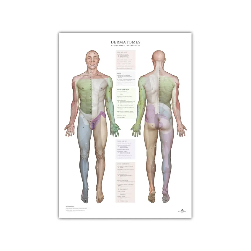 Dermatomas y áreas de inervación cutánea - póster 50x70 cm