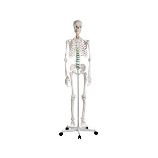 Modelo didáctico de esqueleto humano