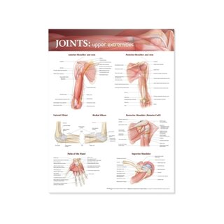Póster con las articulaciones del miembro superior en inglés