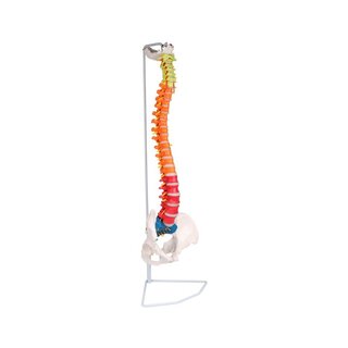 Columna flexible didáctica