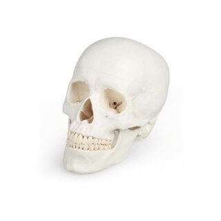 modelo de cráneo humano